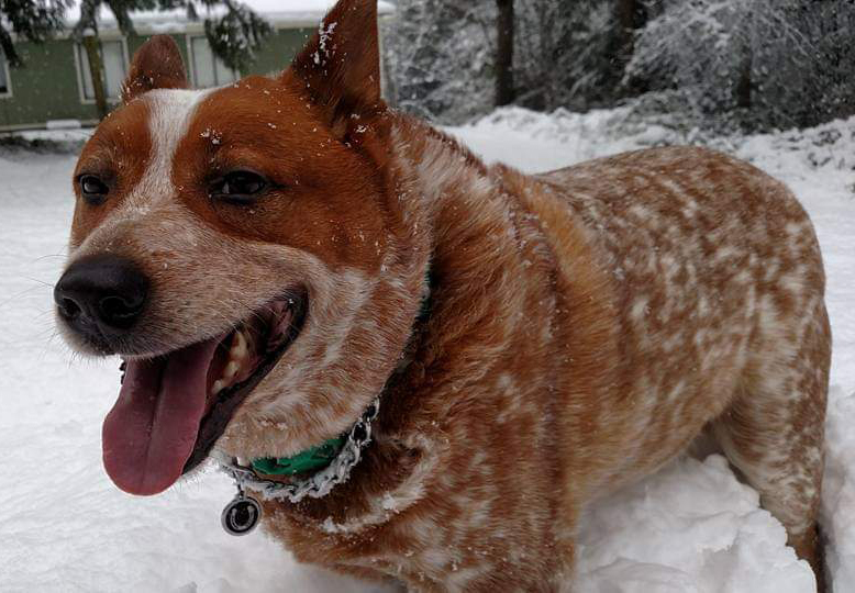 Dalton the Dog in the Snow