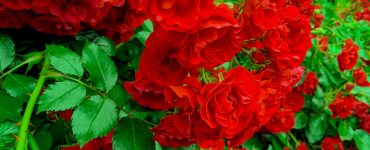 A close up of red roses with green leaves