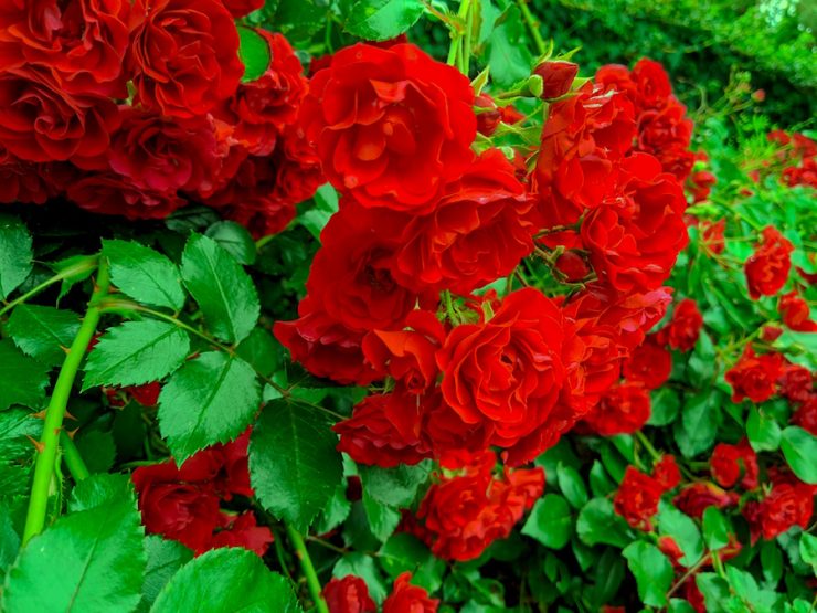 A close up of red roses with green leaves