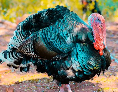 Turkey