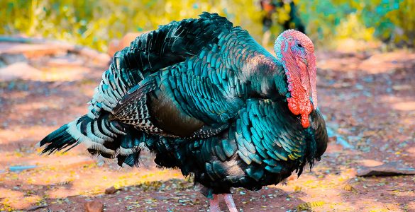 Turkey