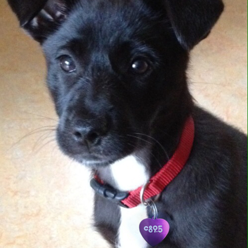 Pet Membership - Ocalla