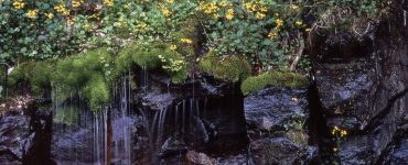 "Golden Ragwort With Waterfall". Shenandoah National Park, National Park Service, 2010, public domain.