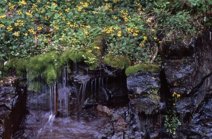 "Golden Ragwort With Waterfall". Shenandoah National Park, National Park Service, 2010, public domain.