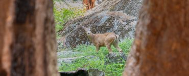 "Deer Between Sequoias": A young deer between two sequoias in Giant Forest, in the southern Sierra Nevada east of the San Joaquin Valley.