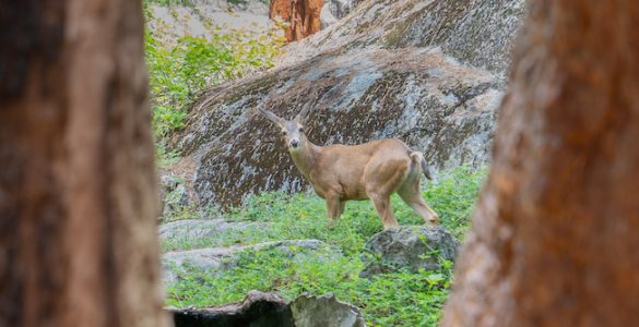 "Deer Between Sequoias": A young deer between two sequoias in Giant Forest, in the southern Sierra Nevada east of the San Joaquin Valley.