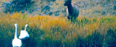 "Elk and Swans": A Cow Elk with two Trumpeter Swans in a Grand Teton National Park wetland. Credit: Grand Teton National Park, National Park Service, Public Domain.