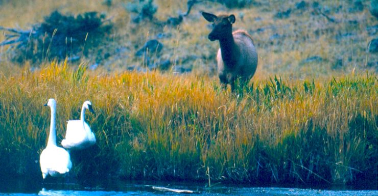 "Elk and Swans": A Cow Elk with two Trumpeter Swans in a Grand Teton National Park wetland. Credit: Grand Teton National Park, National Park Service, Public Domain.