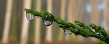 "Fog Drops and Cypress". Photograph of fog drops and cypress at Presidio of San Francisco. Credit: Presidio of San Francisco, National Park Service, public domain.