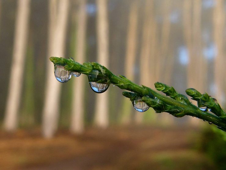 "Fog Drops and Cypress". Photograph of fog drops and cypress at Presidio of San Francisco. Credit: Presidio of San Francisco, National Park Service, public domain.