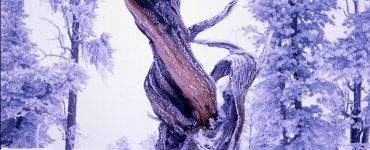 "Snow Covered Bristlecone". Credit: Bryce Canyon National Park, National Park Service, public domain.