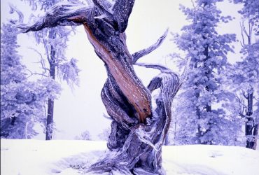 "Snow Covered Bristlecone". Credit: Bryce Canyon National Park, National Park Service, public domain.