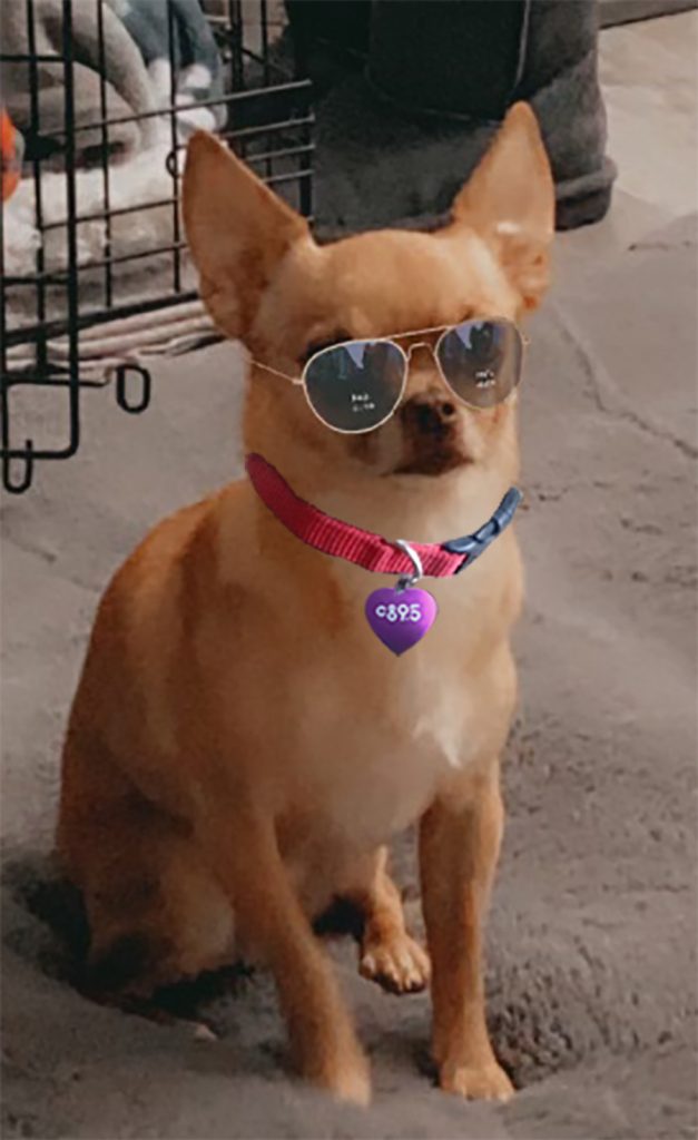 Rocky the Chihuahua
