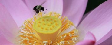 "Bee on Lotus Flower". Credit: Kenilworth Park & Aquatic Gardens, National Park Service, public domain.