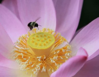 "Bee on Lotus Flower". Credit: Kenilworth Park & Aquatic Gardens, National Park Service, public domain.