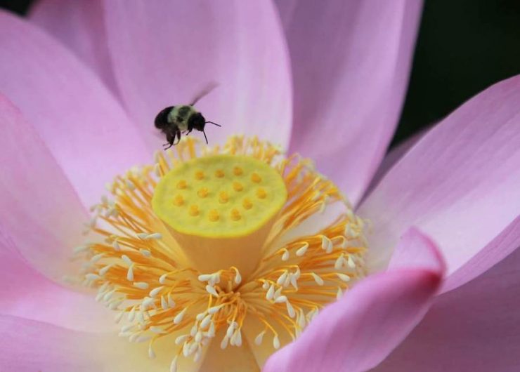 "Bee on Lotus Flower". Credit: Kenilworth Park & Aquatic Gardens, National Park Service, public domain.