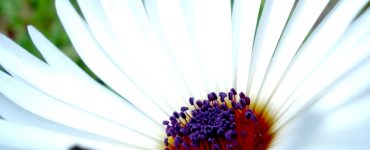 "Daisy Blooming in Glacier Bay". Credit: Glacier Bay National Park and Preserve (National Park Service), public domain.