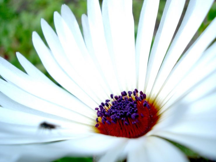 "Daisy Blooming in Glacier Bay". Credit: Glacier Bay National Park and Preserve (National Park Service), public domain.