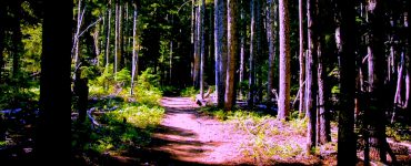 Abandoned road, now an active hiking trail, through the forest of Oregon.