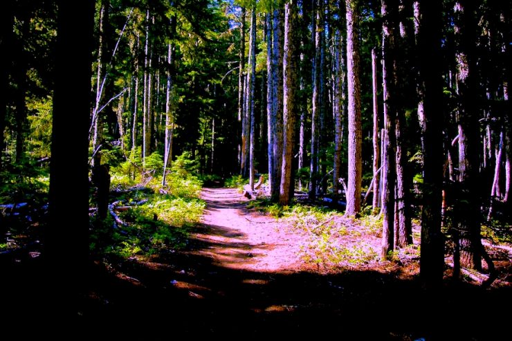 Abandoned road, now an active hiking trail, through the forest of Oregon.