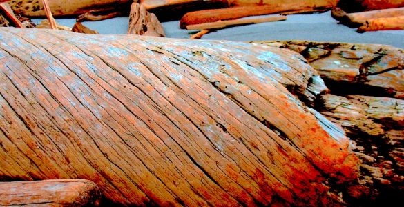 Driftwood on the beach
