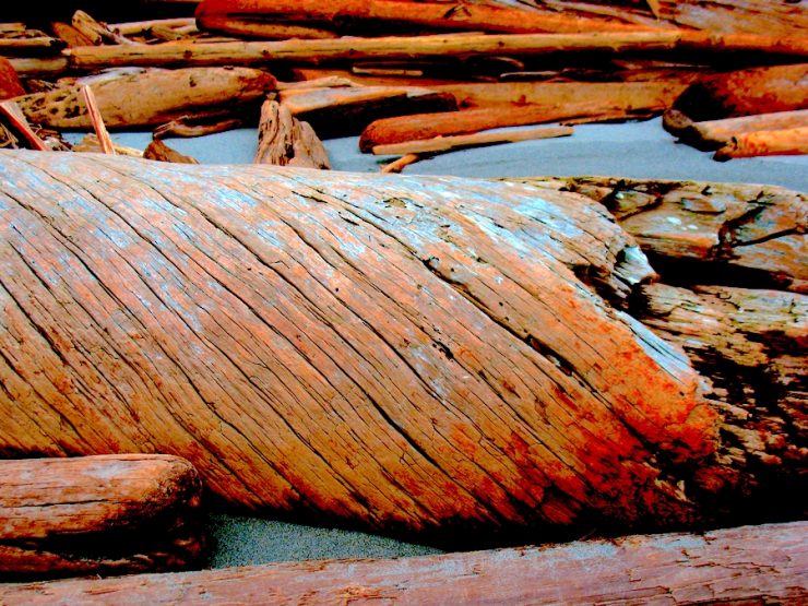 Driftwood on the beach