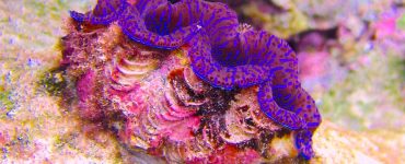 Giant clam with vivid purple highlights.