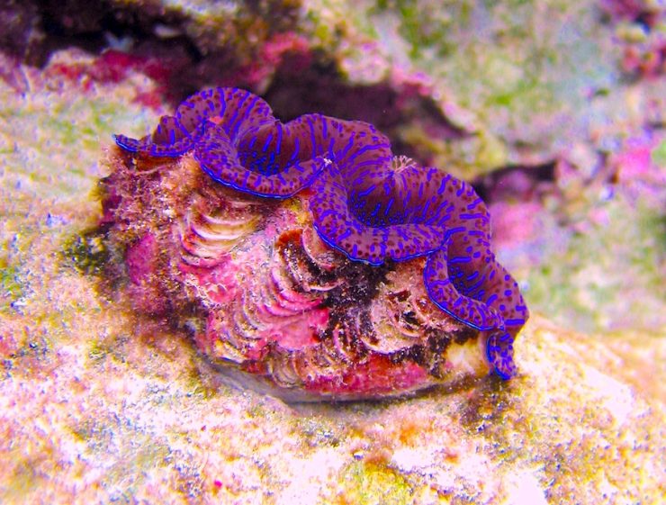 Giant clam with vivid purple highlights.