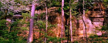 Trees on a mountain ledge. A serene setting.