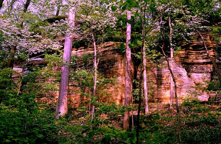 Trees on a mountain ledge. A serene setting.