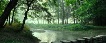 Misty forest setting with a stream that includes a rock walkway.