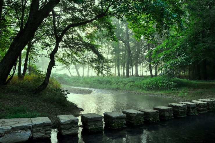 Misty forest setting with a stream that includes a rock walkway.