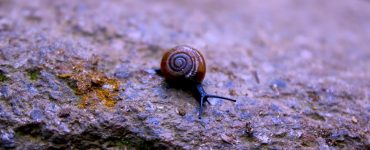 Snail on a rock.