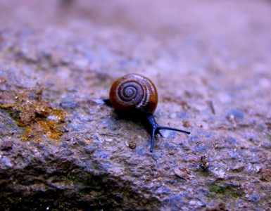 Snail on a rock.