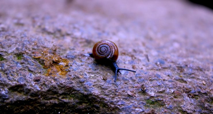 Snail on a rock.