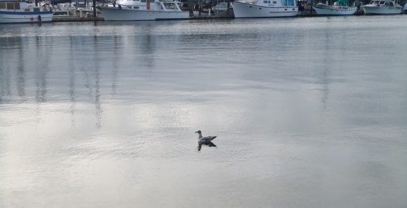 Bird floating on water in a port with boats in the background.