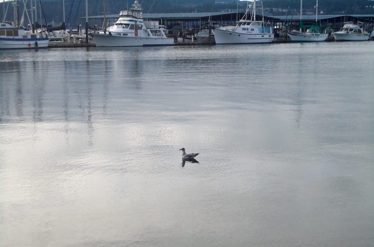 Bird floating on water in a port with boats in the background.