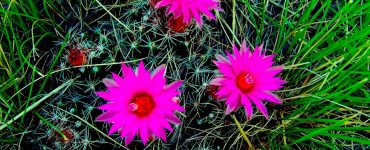 Bright pink flowers with greenery in the background