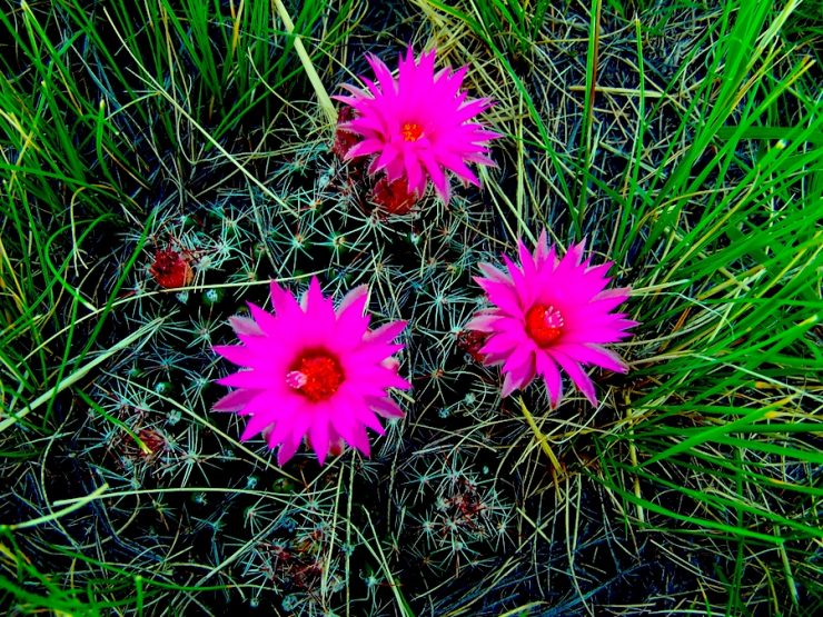 Bright pink flowers with greenery in the background