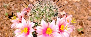 A pincushion cacus with bright pink and yellow flowers.