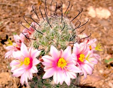 A pincushion cacus with bright pink and yellow flowers.
