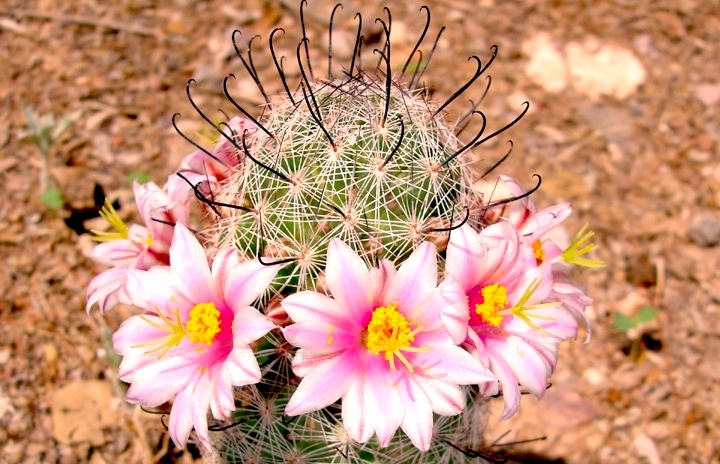 A pincushion cacus with bright pink and yellow flowers.