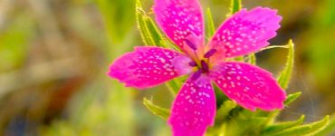 Vivid pink flower on a background of natural greenery.