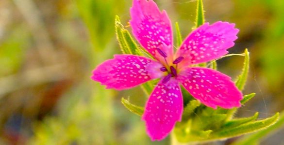 Vivid pink flower on a background of natural greenery.