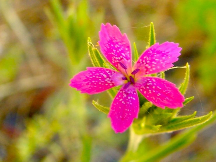 Vivid pink flower on a background of natural greenery.