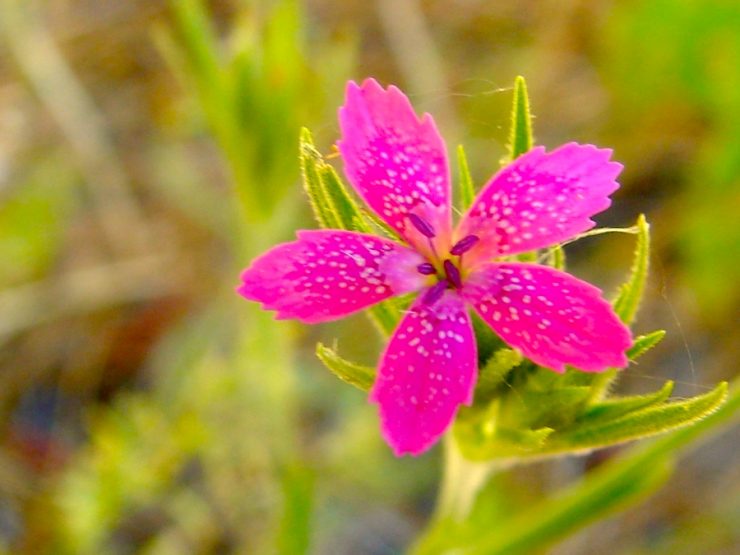 Vivid pink flower on a background of natural greenery.