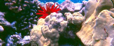 Colorful coral reef with slate pencil urchin, and Porites coral.