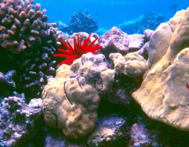 Colorful coral reef with slate pencil urchin, and Porites coral.
