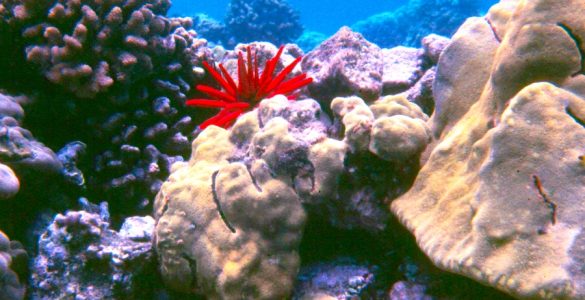 Colorful coral reef with slate pencil urchin, and Porites coral.