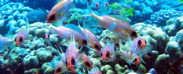 Colorful aquatic scene with Squirrelfish and Grunts hovering over a reef.
